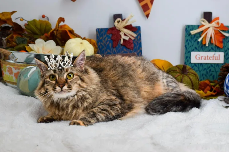 Princess Donut thumbnail 4