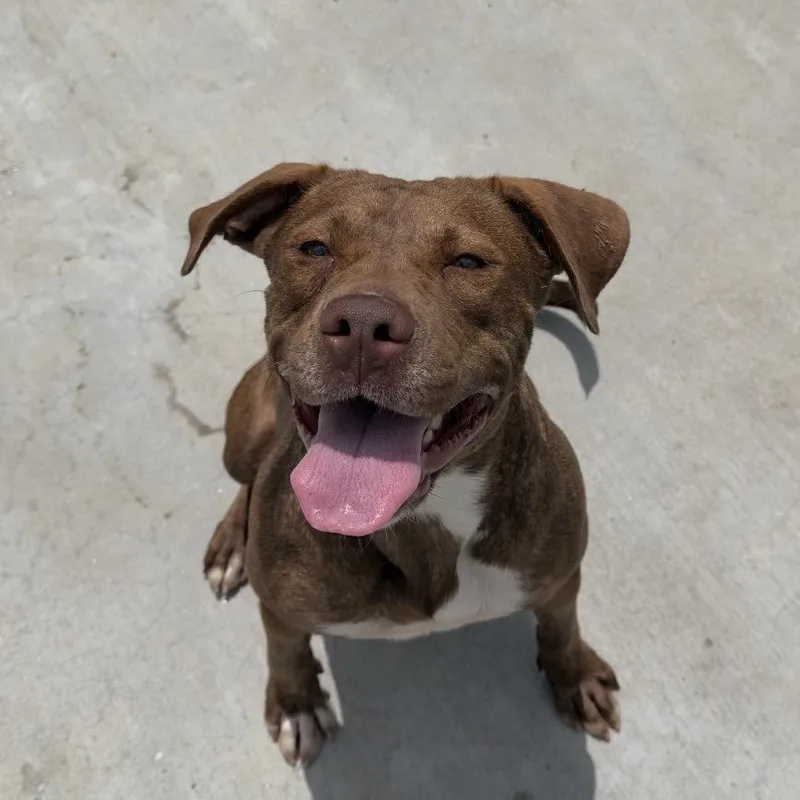 An adult medium-sized female Red / Chestnut / Orange Staffordshire Bull Terrier dog named Carmen for adoption in Birmingham, AL