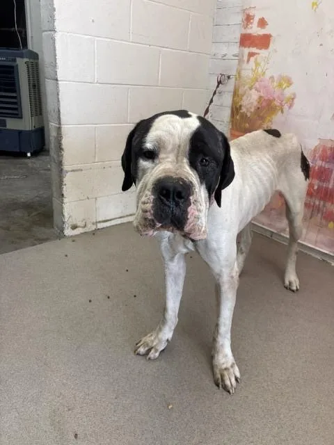 A young large-sized male Mastiff dog named Kyle for adoption in San Bernardino, CA