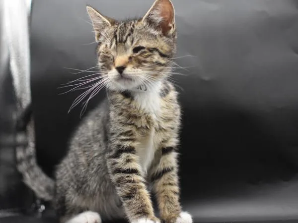 A baby small-sized male Domestic Short Hair cat named Rusty for adoption in Portland, OR