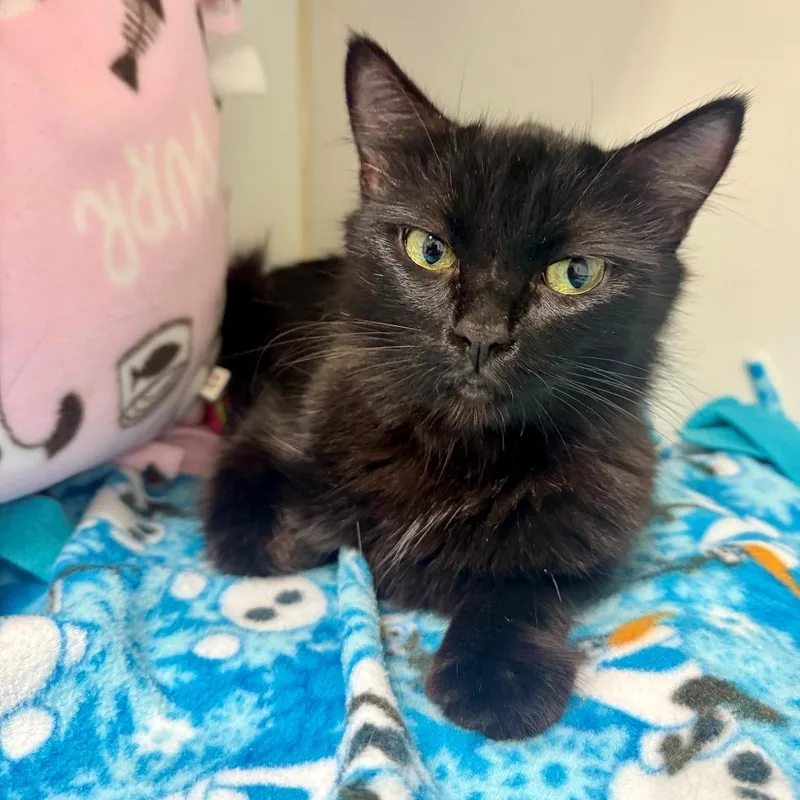 An adult medium-sized female Black Domestic Medium Hair cat named Parmesan for adoption in Long Beach, CA