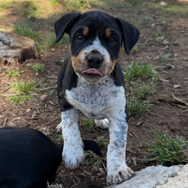 A baby medium-sized male Black Mixed Breed dog named Chad for adoption in Moab, UT