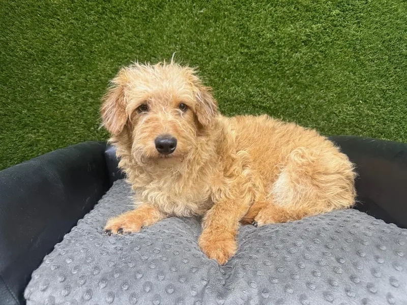 Cheeto James thumbnail 2