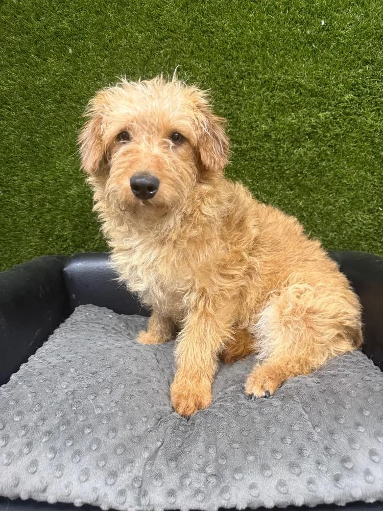 Cheeto James thumbnail 3