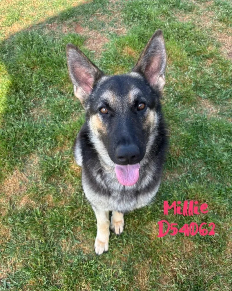 A young medium-sized female German Shepherd Dog dog named Millie for adoption in Clarksville, TN