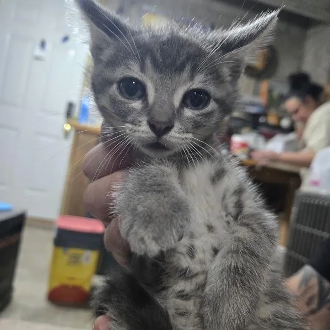 A baby small-sized male Gray / Blue / Silver Domestic Short Hair cat named Arrow for adoption in Sioux Falls, SD