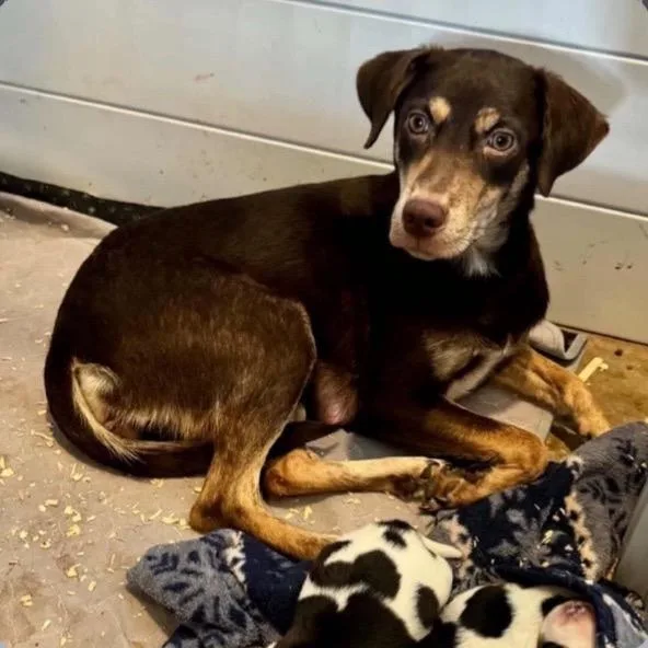 A young medium-sized female Brown / Chocolate Mixed Breed dog named Annie Potts for adoption in Buffalo, MN