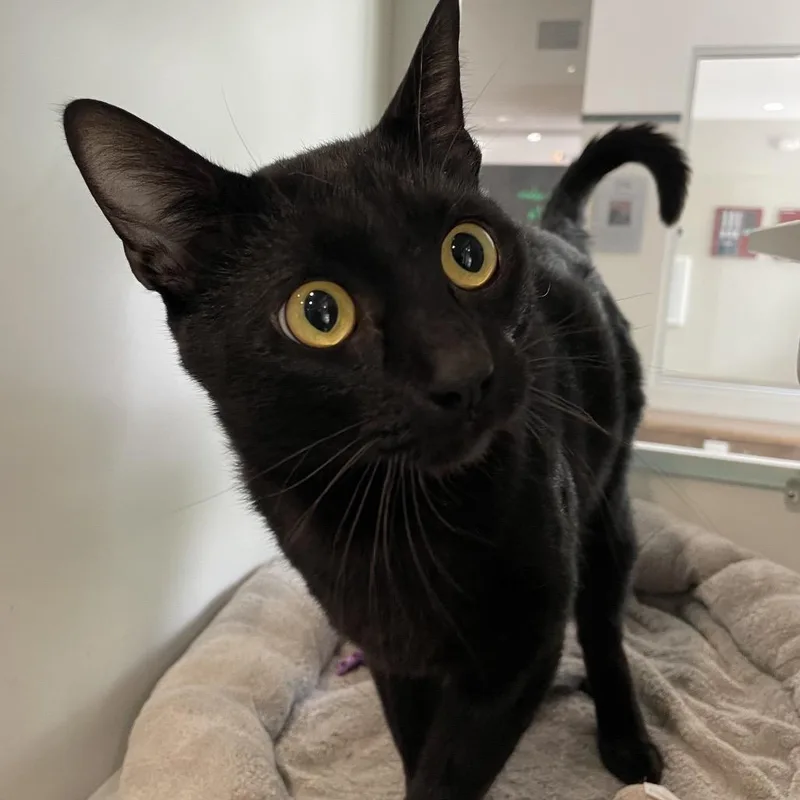 An adult extra large-sized male Black Domestic Short Hair cat named Sir Legsalot for adoption in Oak Park, IL