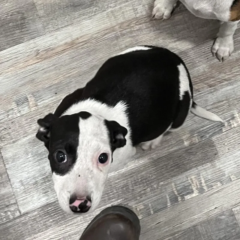 Piper