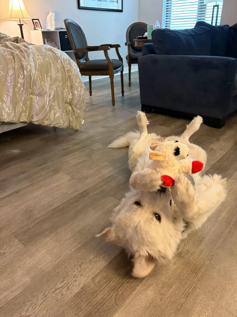 Wally Atx thumbnail 2