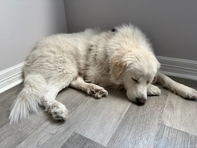 Wally Atx thumbnail 3