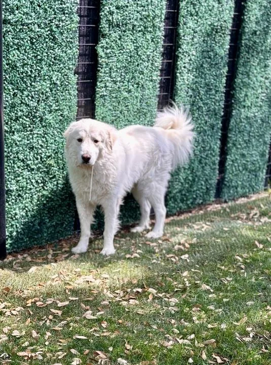 Wally Atx thumbnail 4