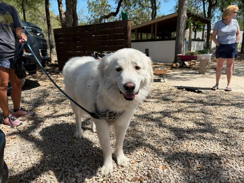 Wally Atx thumbnail 5