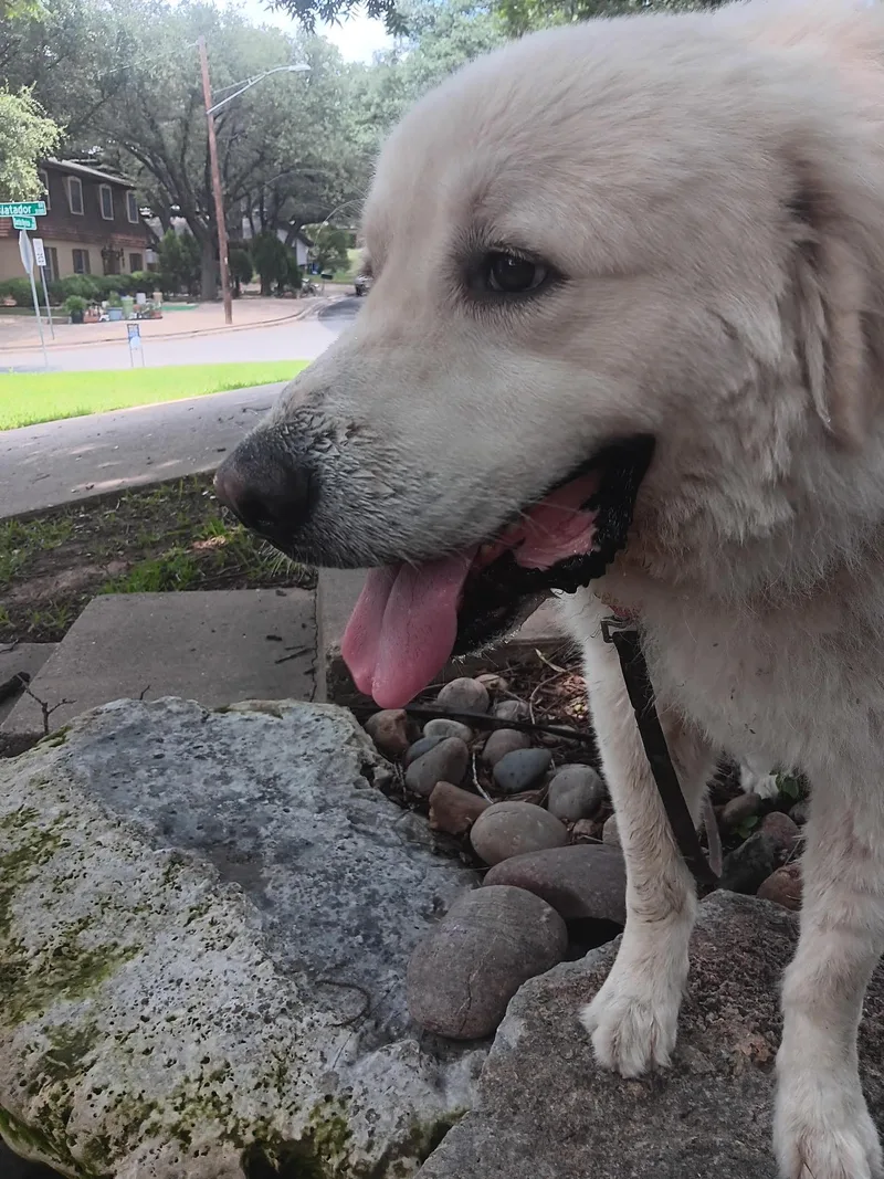 Wally Atx thumbnail 6