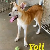Yolanda Aka "yoli" thumbnail 5