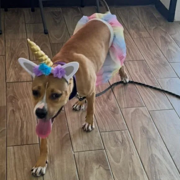 Poochie Iz thumbnail 2