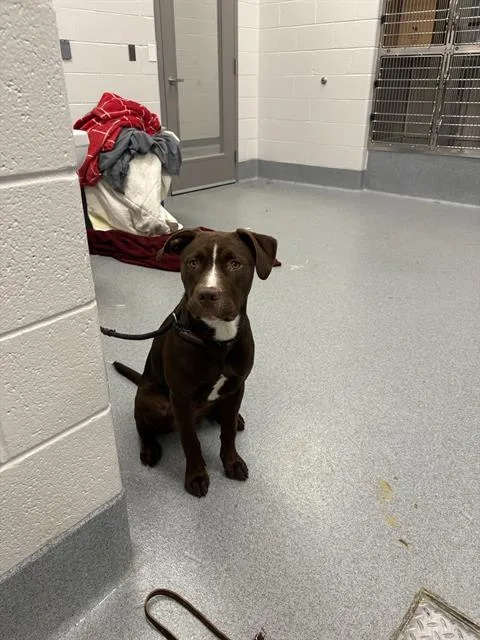 A young medium-sized female Pit Bull Terrier dog named Luna for adoption in Indianapolis, IN