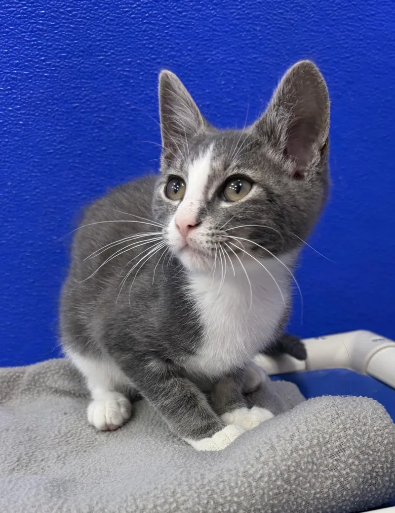 A baby medium-sized female Gray & White Domestic Short Hair cat named Maui for adoption in Dunkirk, NY