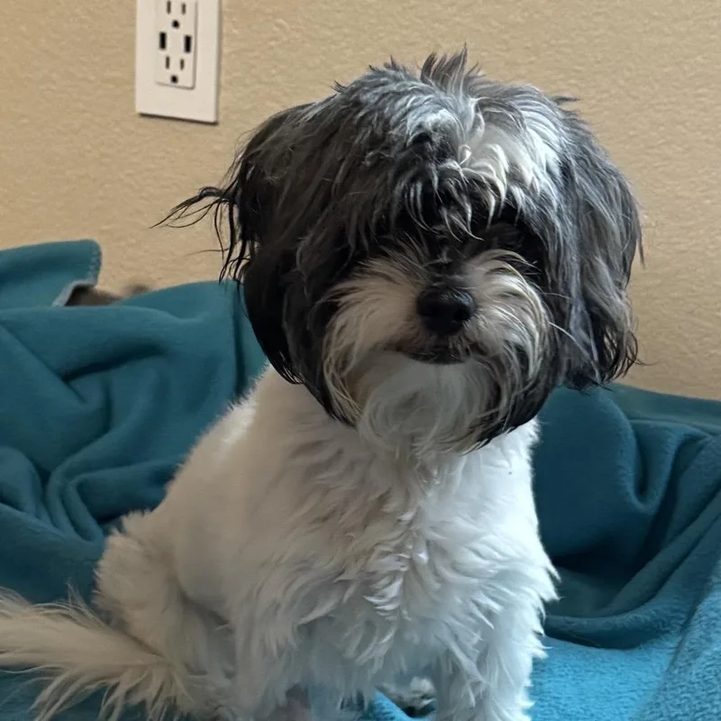 An adult small-sized female Shih Tzu dog named Lucy Ringer for adoption in Las Vegas, NV