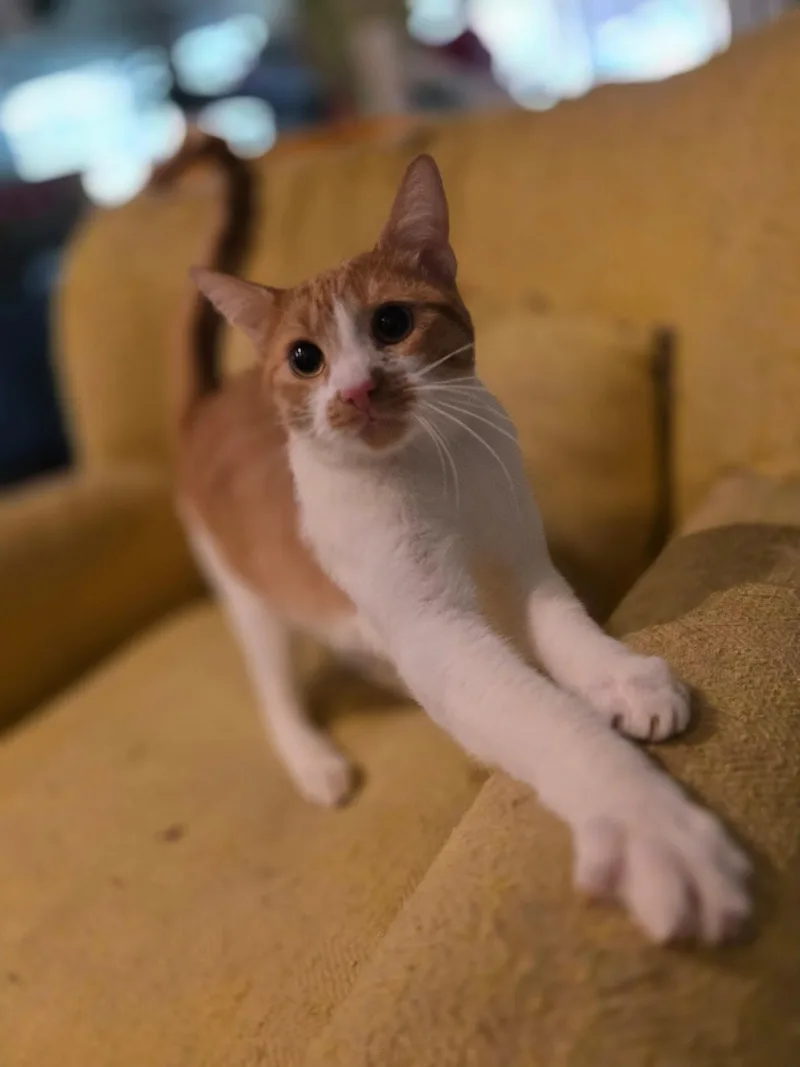 A young medium-sized male Orange & White Domestic Short Hair cat named Oscar for adoption in Napa, CA