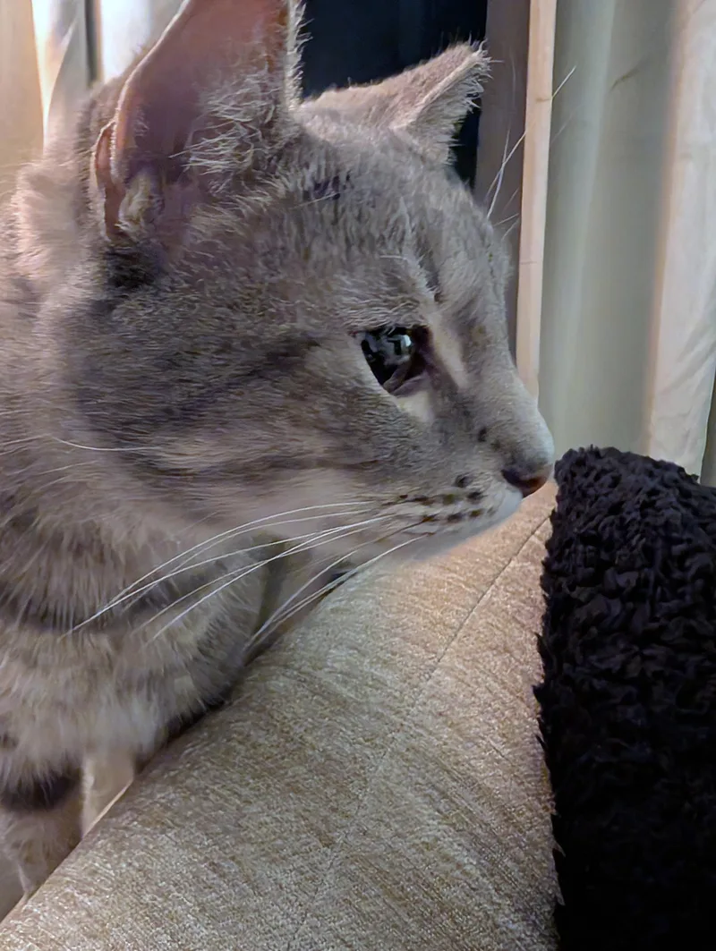 A young medium-sized male Tabby (Gray / Blue / Silver) Domestic Short Hair cat named Branch Addison for adoption in Philadelphia, PA