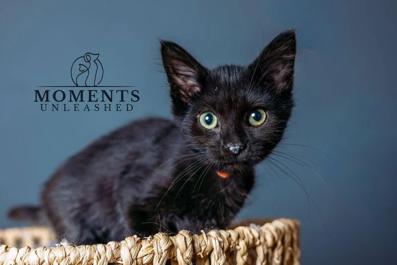 A baby small-sized female Black Domestic Short Hair cat named Browny for adoption in Myakka City, FL
