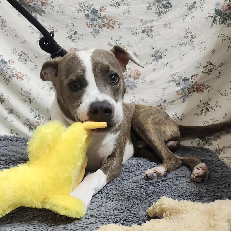 Ignatius thumbnail 2