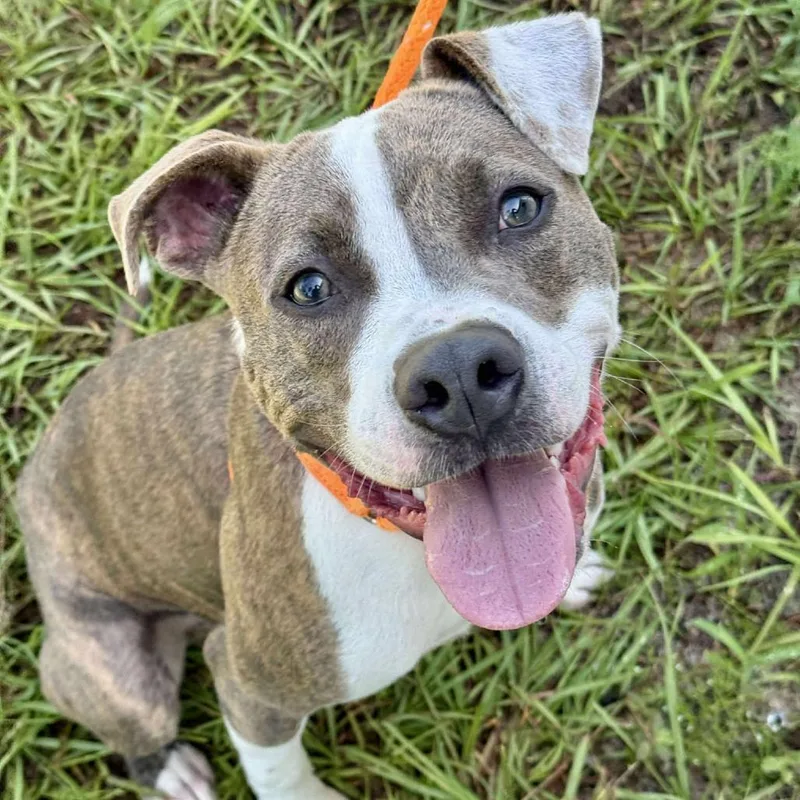 Ignatius thumbnail 4