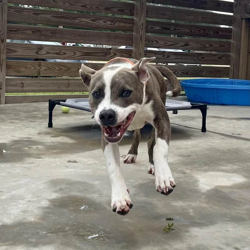 Ignatius thumbnail 5