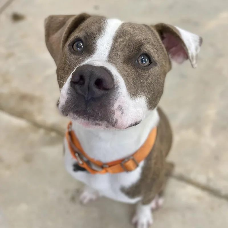 Ignatius thumbnail 6