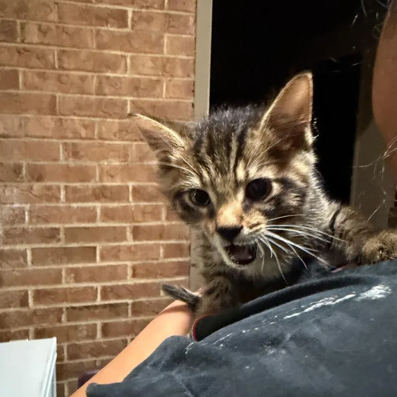 A baby small-sized male Brown / Chocolate Domestic Short Hair cat named Timmy for adoption in Birmingham, AL