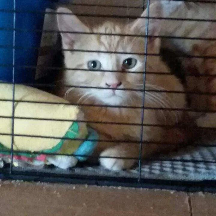 A baby small-sized male Orange / Red Domestic Short Hair cat named Incognito for adoption in Rochester, MN