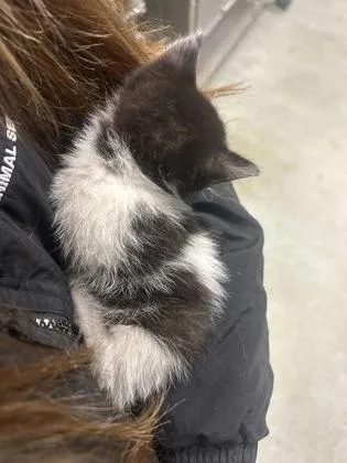 A baby small-sized male Domestic Short Hair cat named Wild Side for adoption in Largo, FL