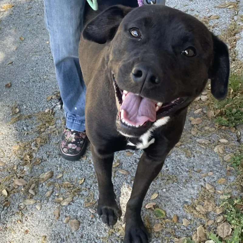 An adult large-sized female Brown / Chocolate Chocolate Labrador Retriever dog named Dove for adoption in St. Helena, CA