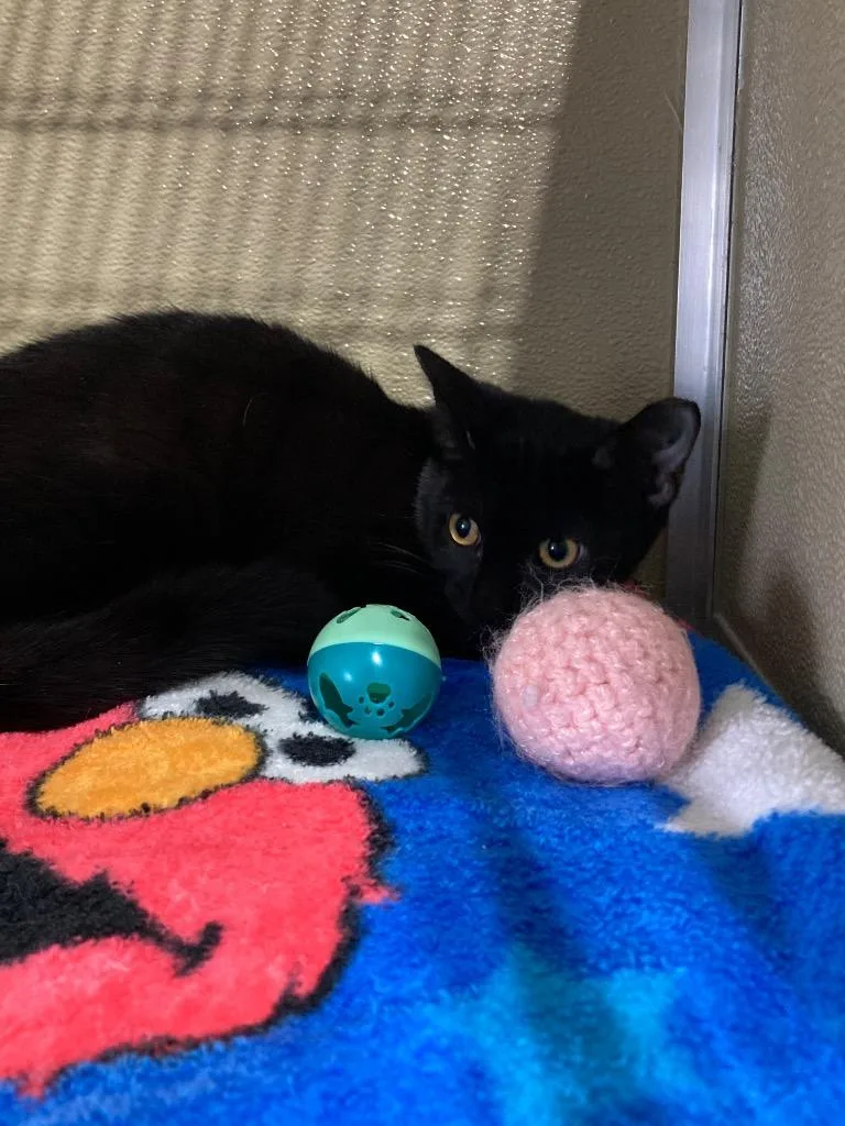A baby medium-sized male Domestic Short Hair cat named Whiskers Silo for adoption in Pierceton, IN