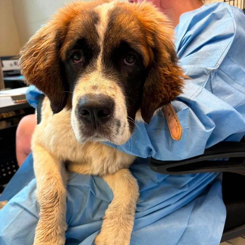 A young medium-sized female Brown / Chocolate Saint Bernard dog named Vixen Stray Hold for adoption in Huntington, WV