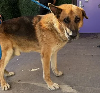 A baby large-sized male Yellow / Tan / Blond / Fawn German Shepherd Dog dog named 61804114 for adoption in El Paso, TX