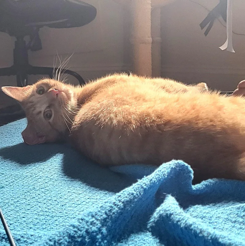 A young medium-sized male Tabby (Orange / Red) Domestic Short Hair cat named Chester & Violette for adoption in Chicago, IL