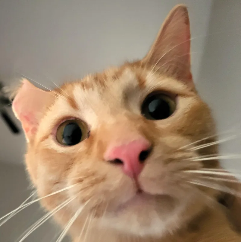 Chester & Violette  thumbnail 3