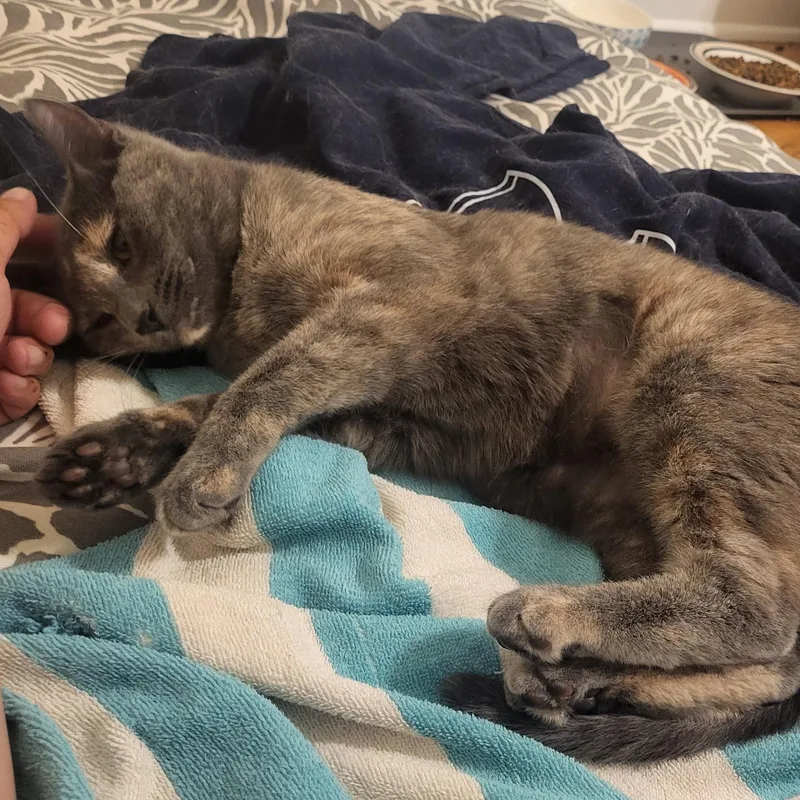 Chester & Violette  thumbnail 4