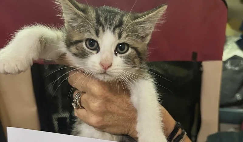 A baby small-sized male Black & White / Tuxedo Domestic Short Hair cat named Frisco for adoption in Pittsburgh, PA