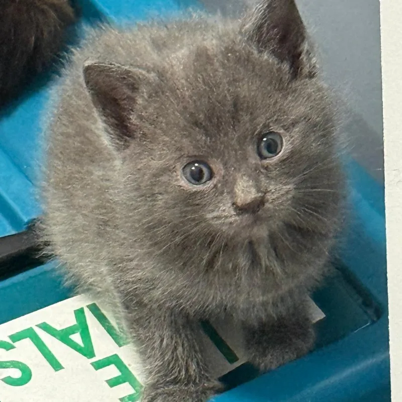 A baby small-sized male Gray / Blue / Silver Domestic Short Hair cat named Pollux for adoption in Harrisonburg, VA