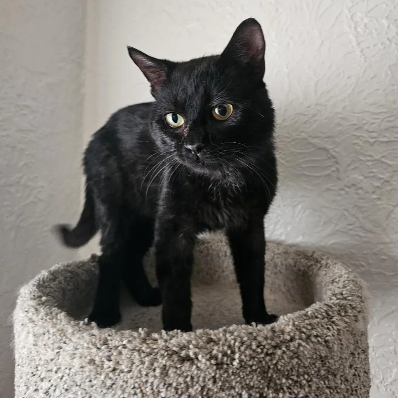 An adult large-sized male Black Domestic Short Hair cat named Gansito for adoption in Brookfield, WI