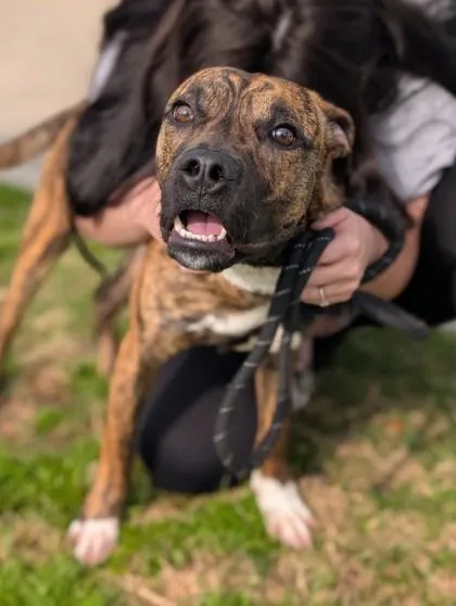 An adult medium-sized male Terrier dog named Andy for adoption in Gulfport, MS
