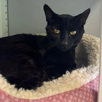 An adult medium-sized male Black Domestic Short Hair cat named Major for adoption in Shawnee, KS
