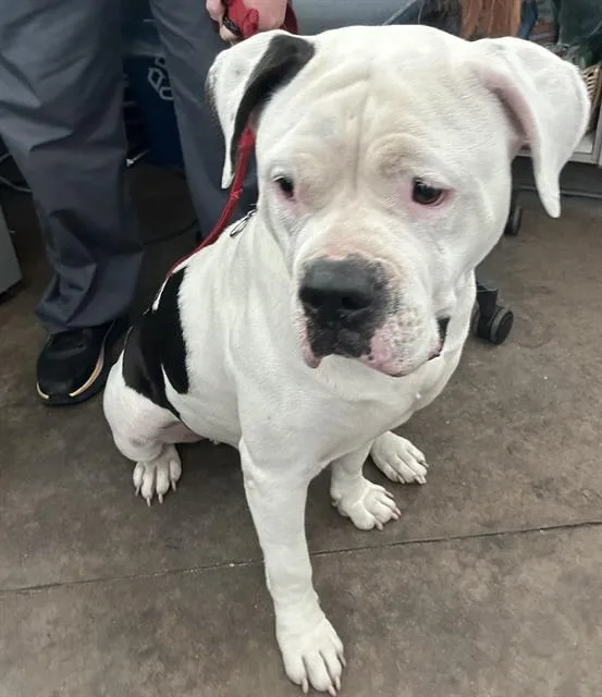 An adult large-sized female Mixed Breed dog named Sadie for adoption in Dallas, TX