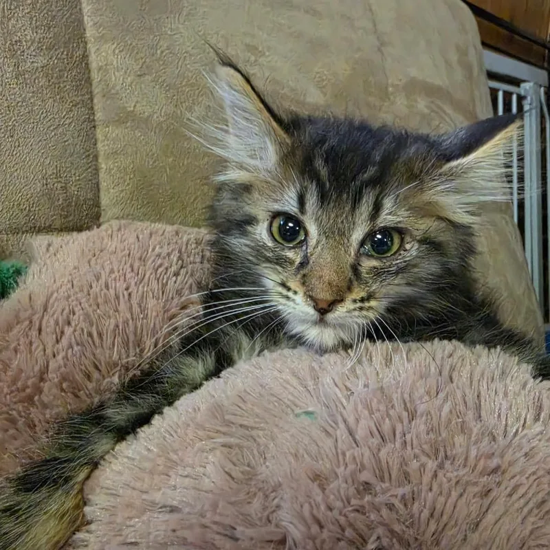 A baby medium-sized female Calico Domestic Long Hair cat named Jigsaw for adoption in Graham, WA