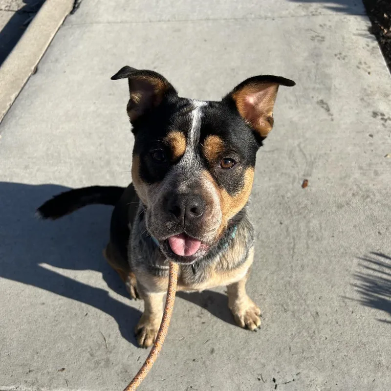 An adult medium-sized male Cattle Dog dog named Sheriff Buzby for adoption in Los Angeles, CA