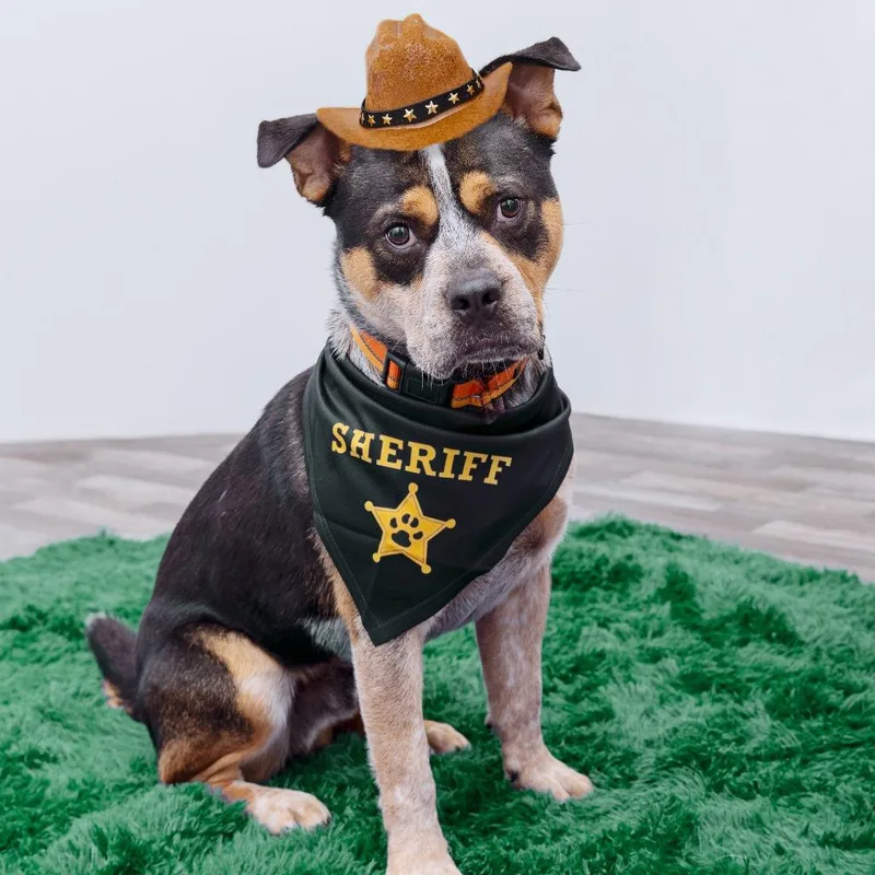 Sheriff Buzby thumbnail 5