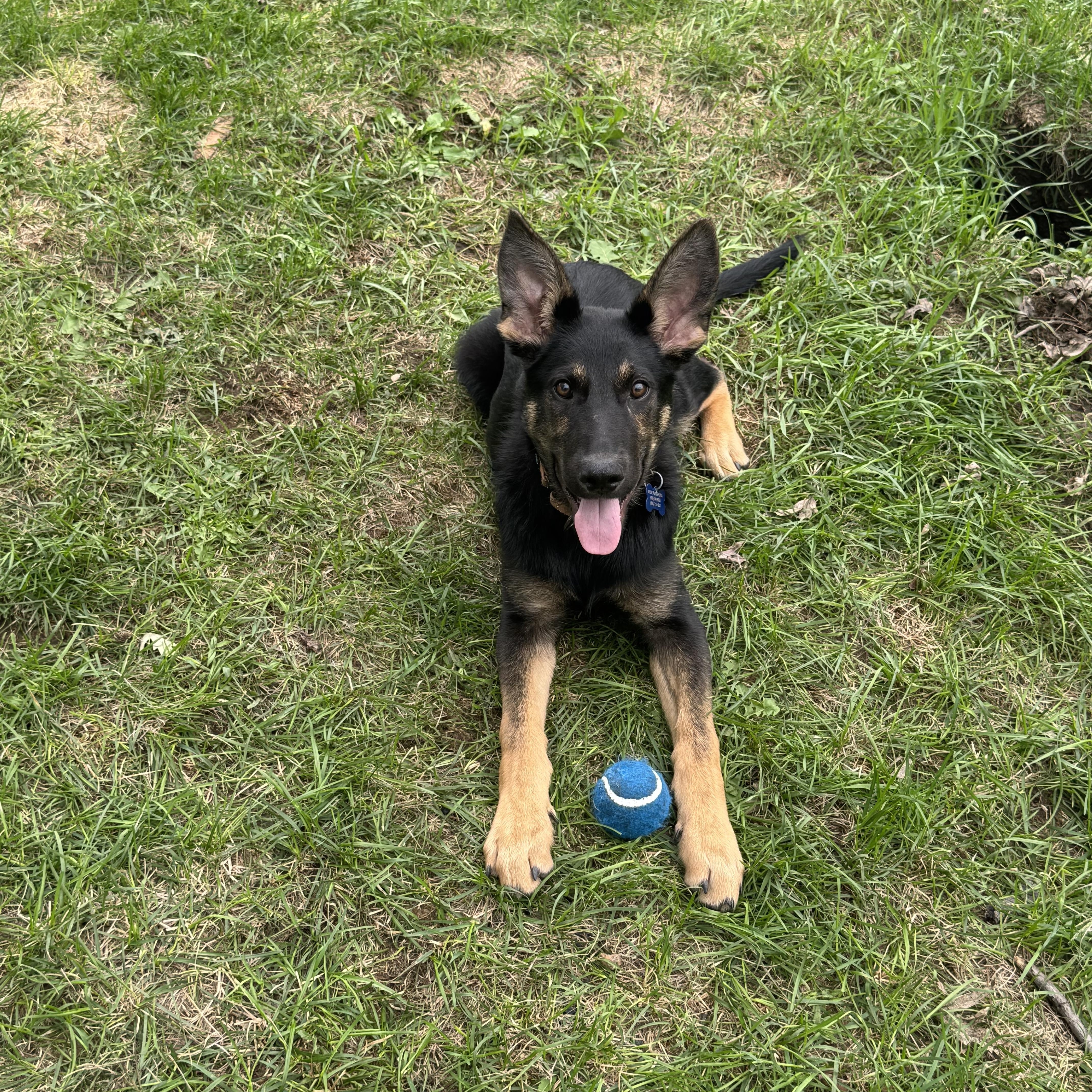A baby large-sized male Mixed Breed dog named Remington for adoption in Sioux Falls, SD